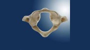 A Atlas Orthogonal Chiropractic