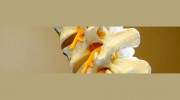 Morgan Chiropractic
