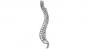 Buesing Family Chiropractic