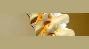 Morgan Chiropractic