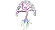 Living Roots Chiropractic